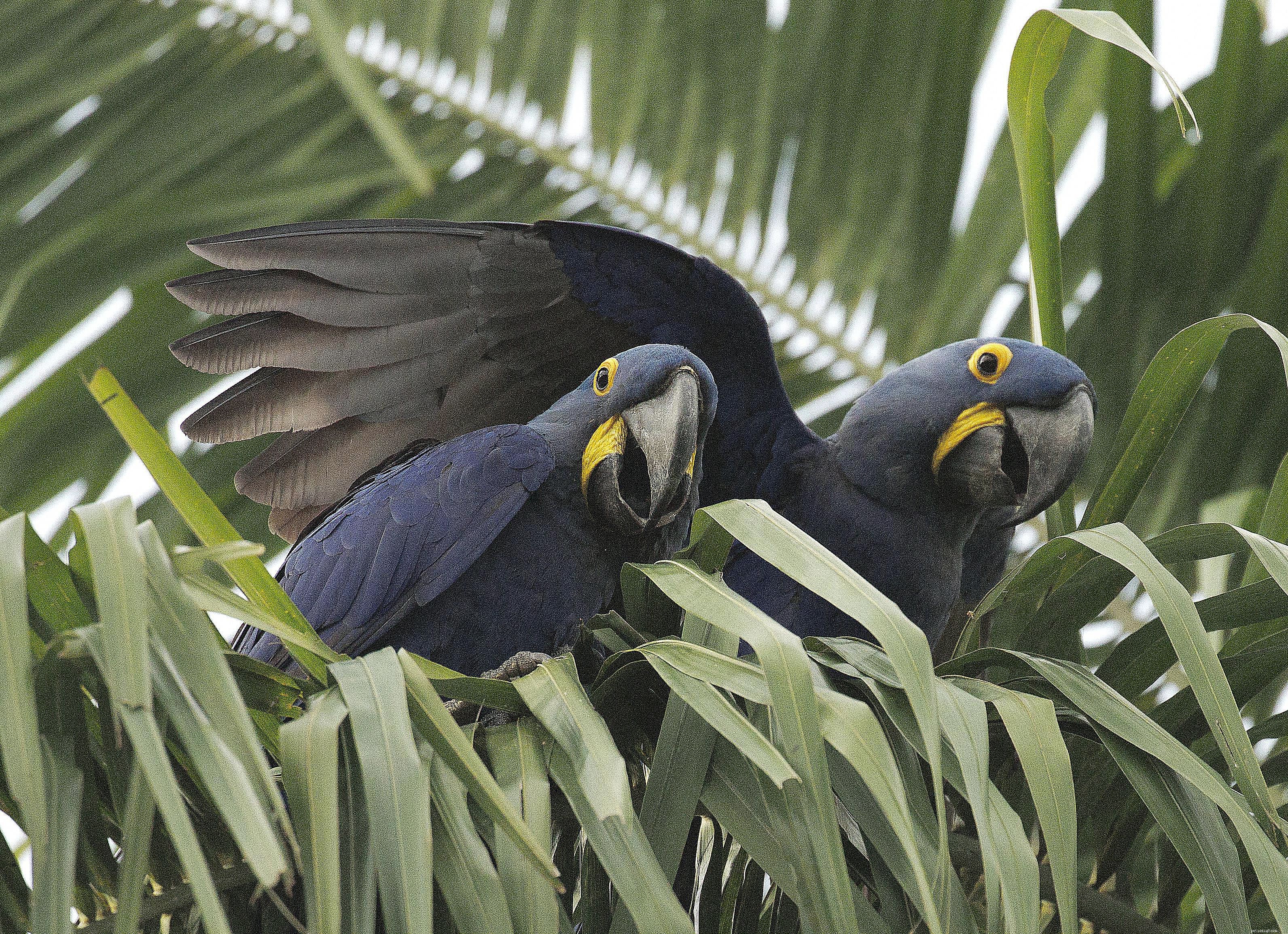Top Macaw Species for Pet Owners: A Guide to Choosing the Perfect Companion