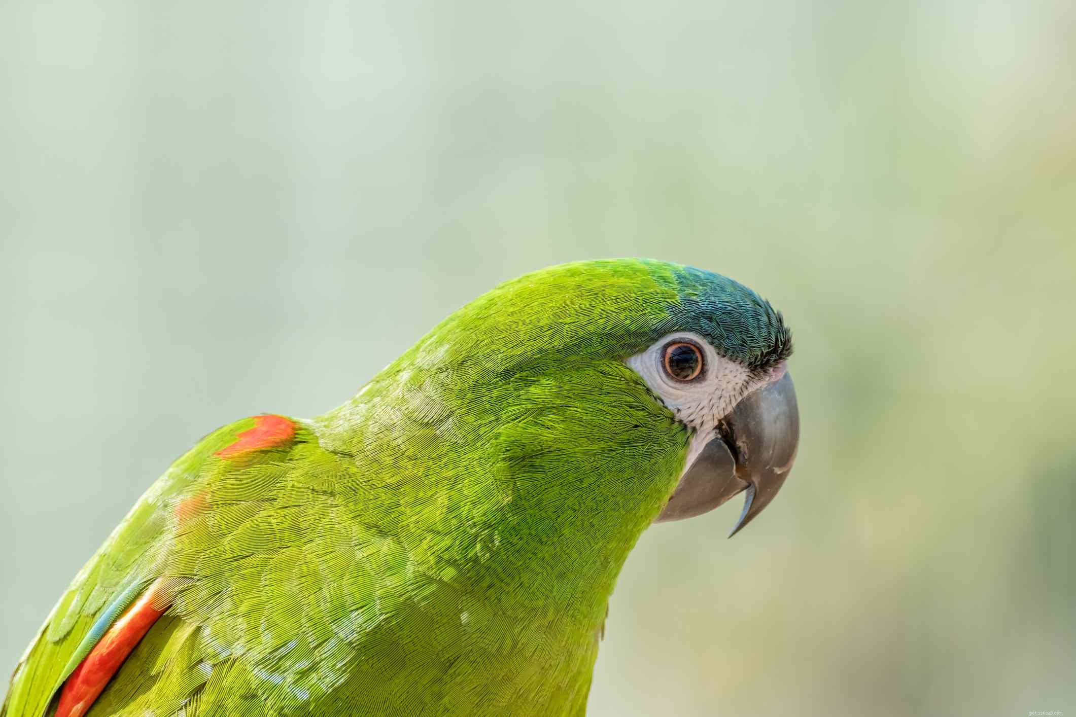 Top Macaw Species for Pet Owners: A Guide to Choosing the Perfect Companion
