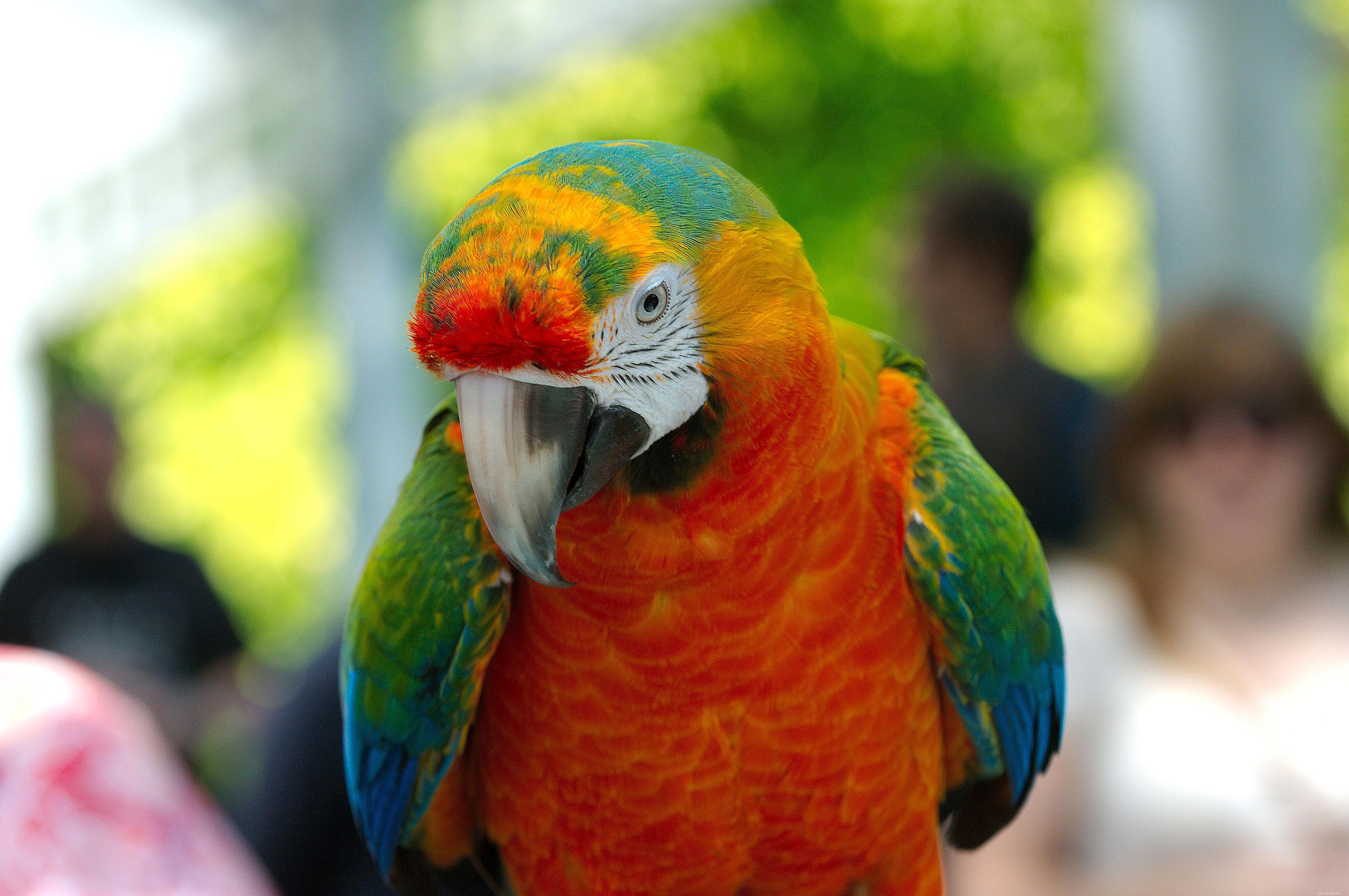 Top Macaw Species for Pet Owners: A Guide to Choosing the Perfect Companion