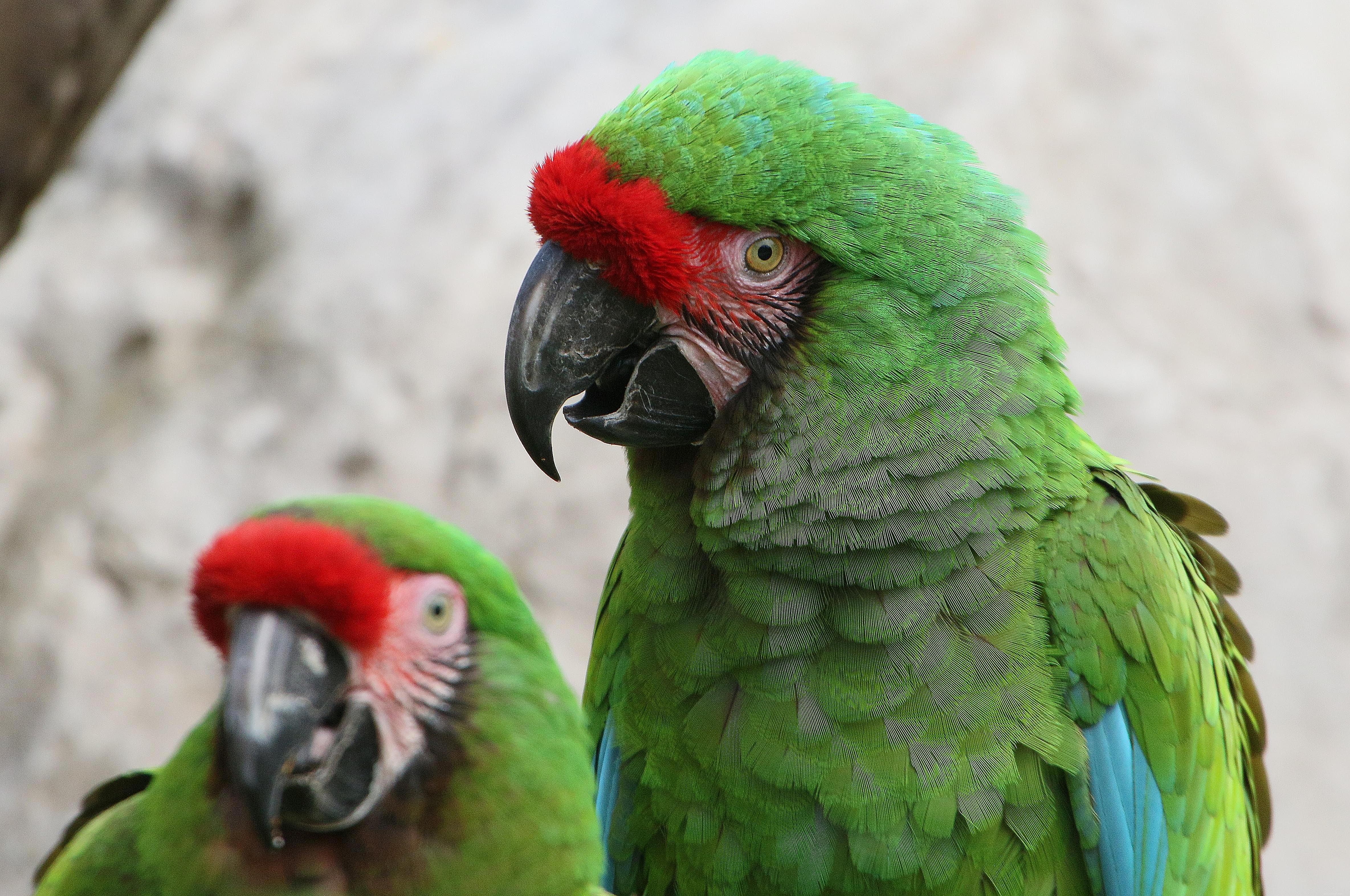 Top Macaw Species for Pet Owners: A Guide to Choosing the Perfect Companion