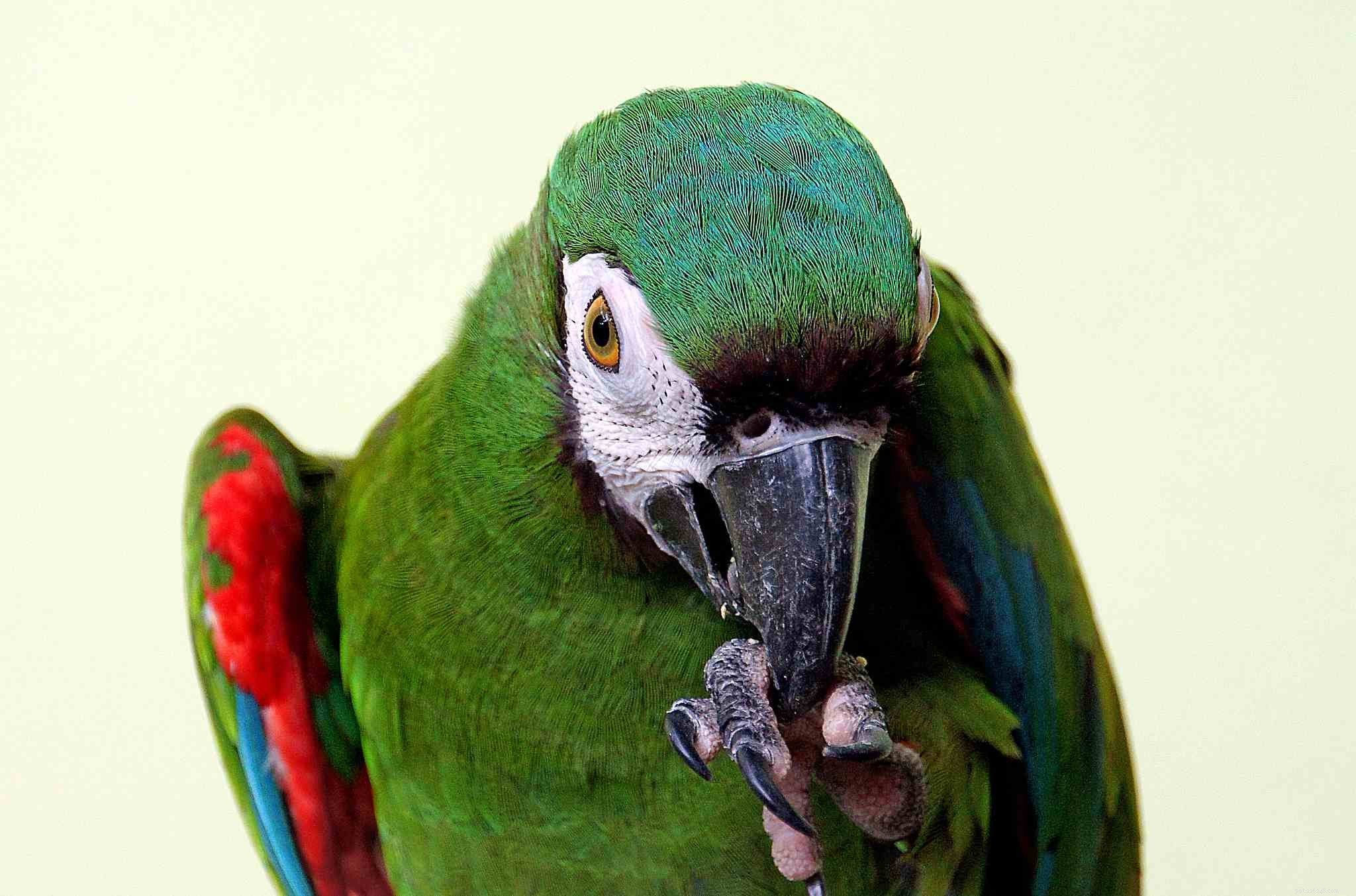 Top Macaw Species for Pet Owners: A Guide to Choosing the Perfect Companion