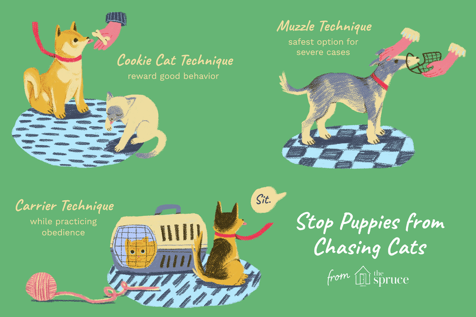 Train Your Puppy to Respect Cats: Proven Techniques to Stop Chasing
