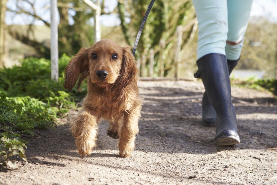 Puppy House Training: Quick & Effective Techniques for Success