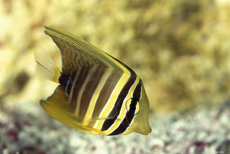 Pacific Sailfin Tang – Vibrant, Friendly Surgeonfish for Reef Aquariums