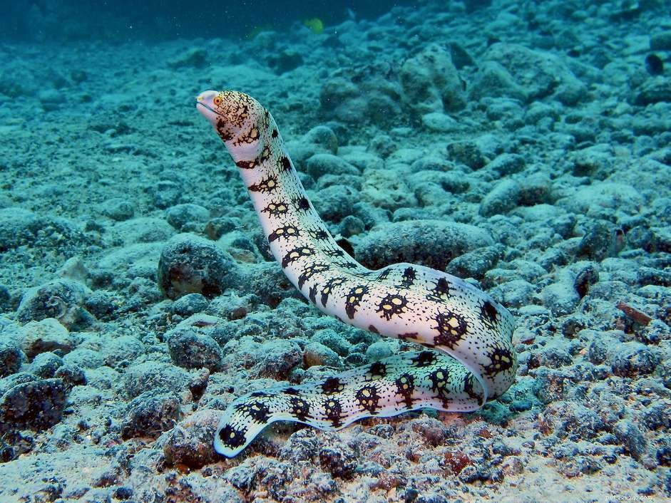 Snowflake Moray Eel: Care, Size, and Tank Requirements