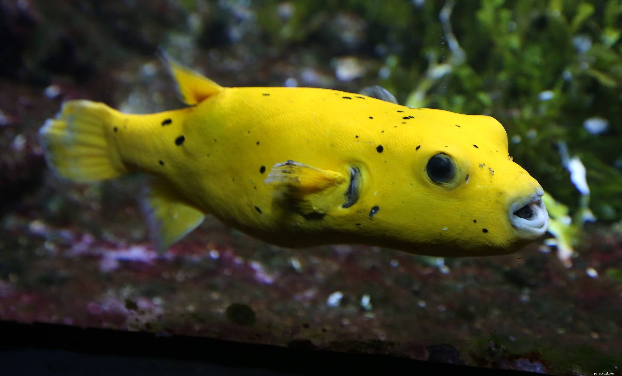 All About Pufferfish Breeds: Species, Care, and Safety Tips
