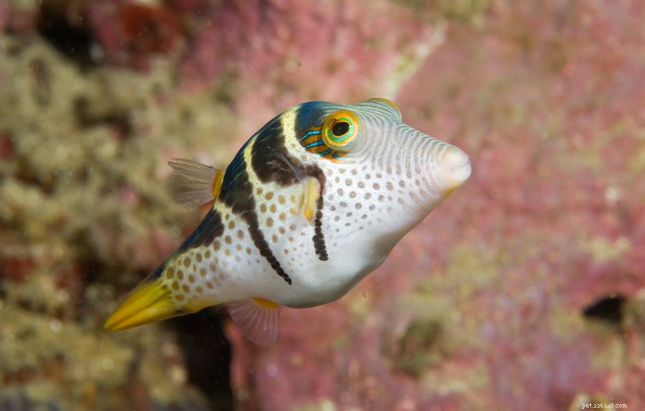 All About Pufferfish Breeds: Species, Care, and Safety Tips