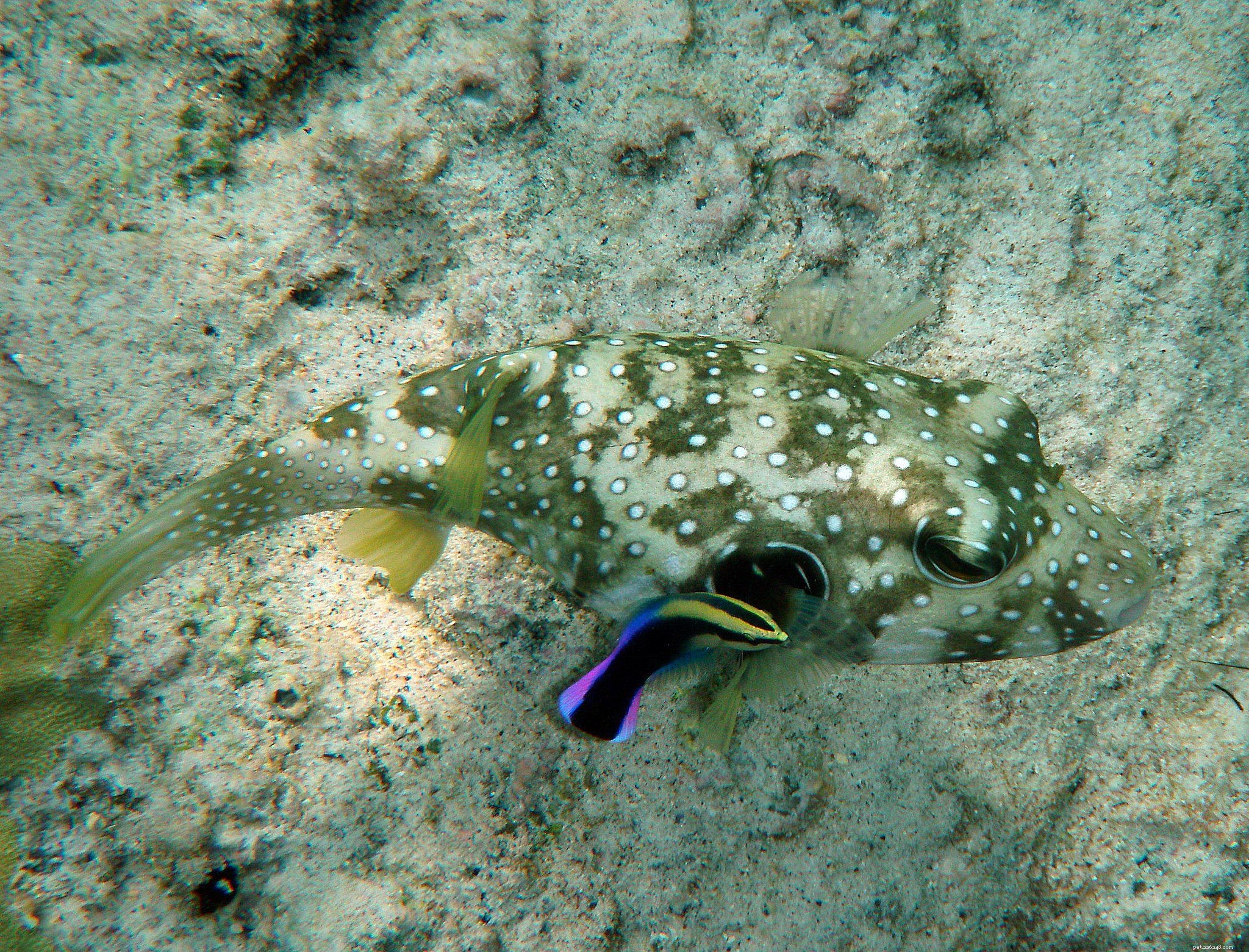 All About Pufferfish Breeds: Species, Care, and Safety Tips