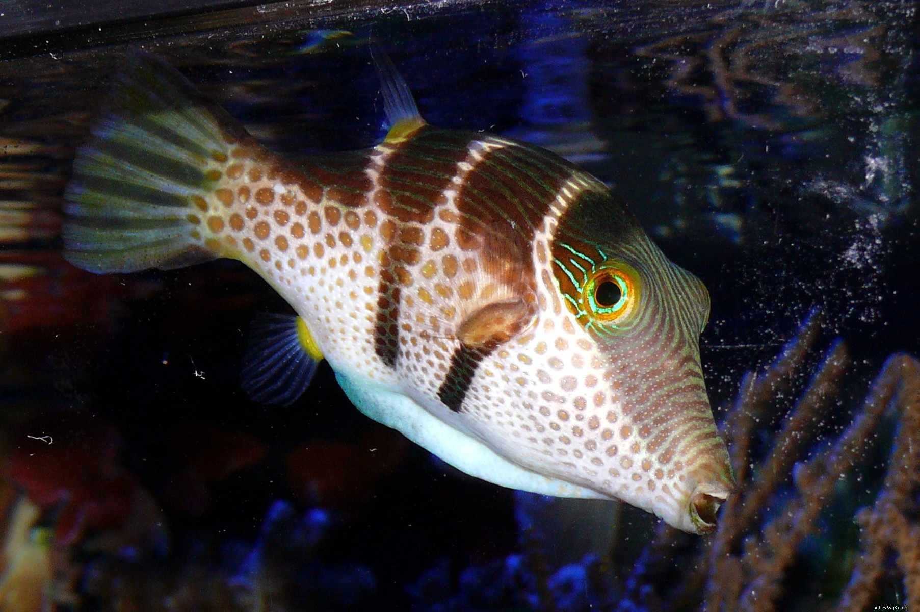 All About Pufferfish Breeds: Species, Care, and Safety Tips