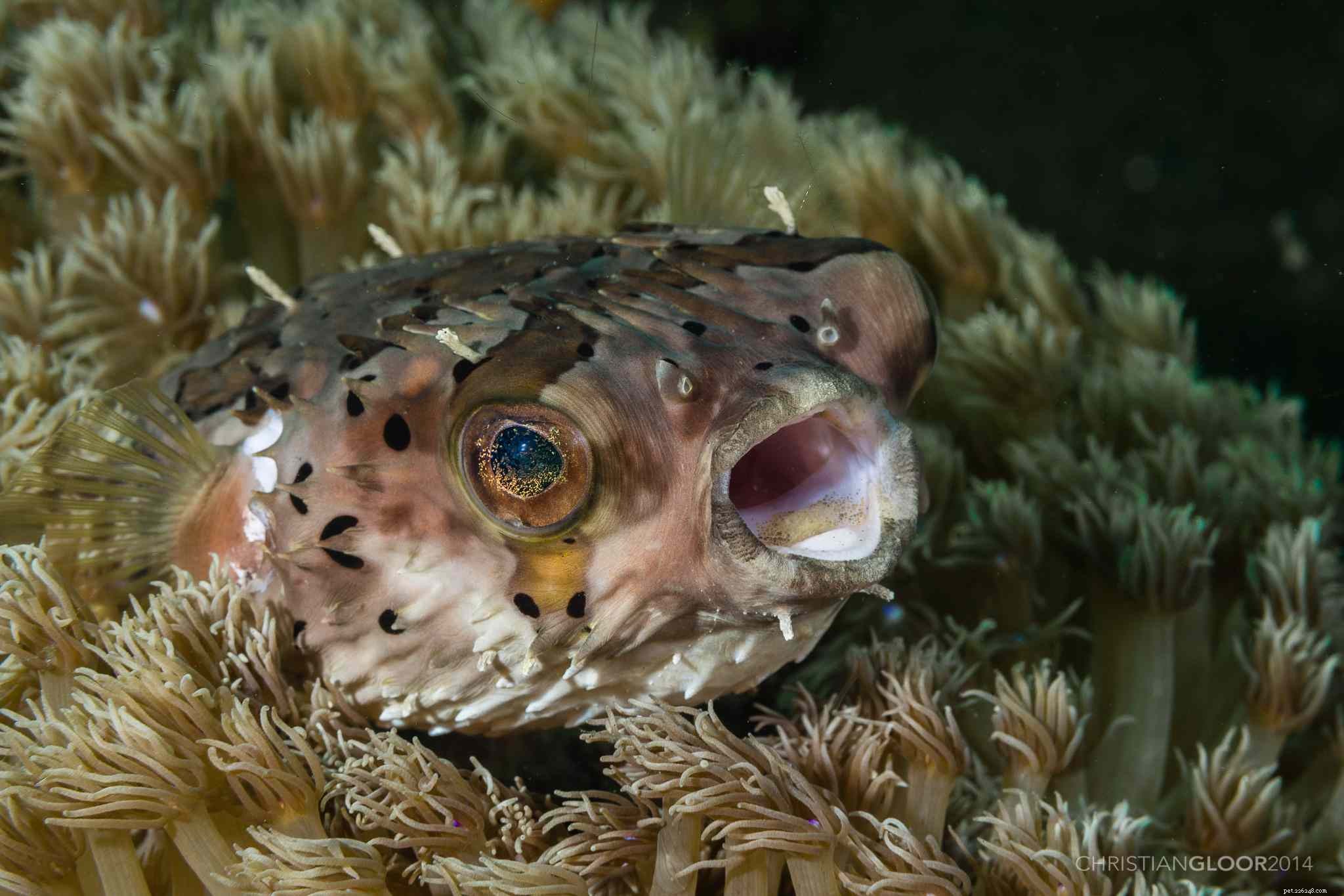 All About Pufferfish Breeds: Species, Care, and Safety Tips