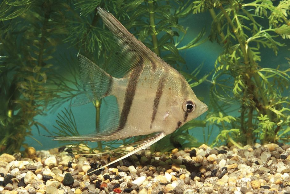 Choosing the Right Substrate for Your Saltwater Aquarium