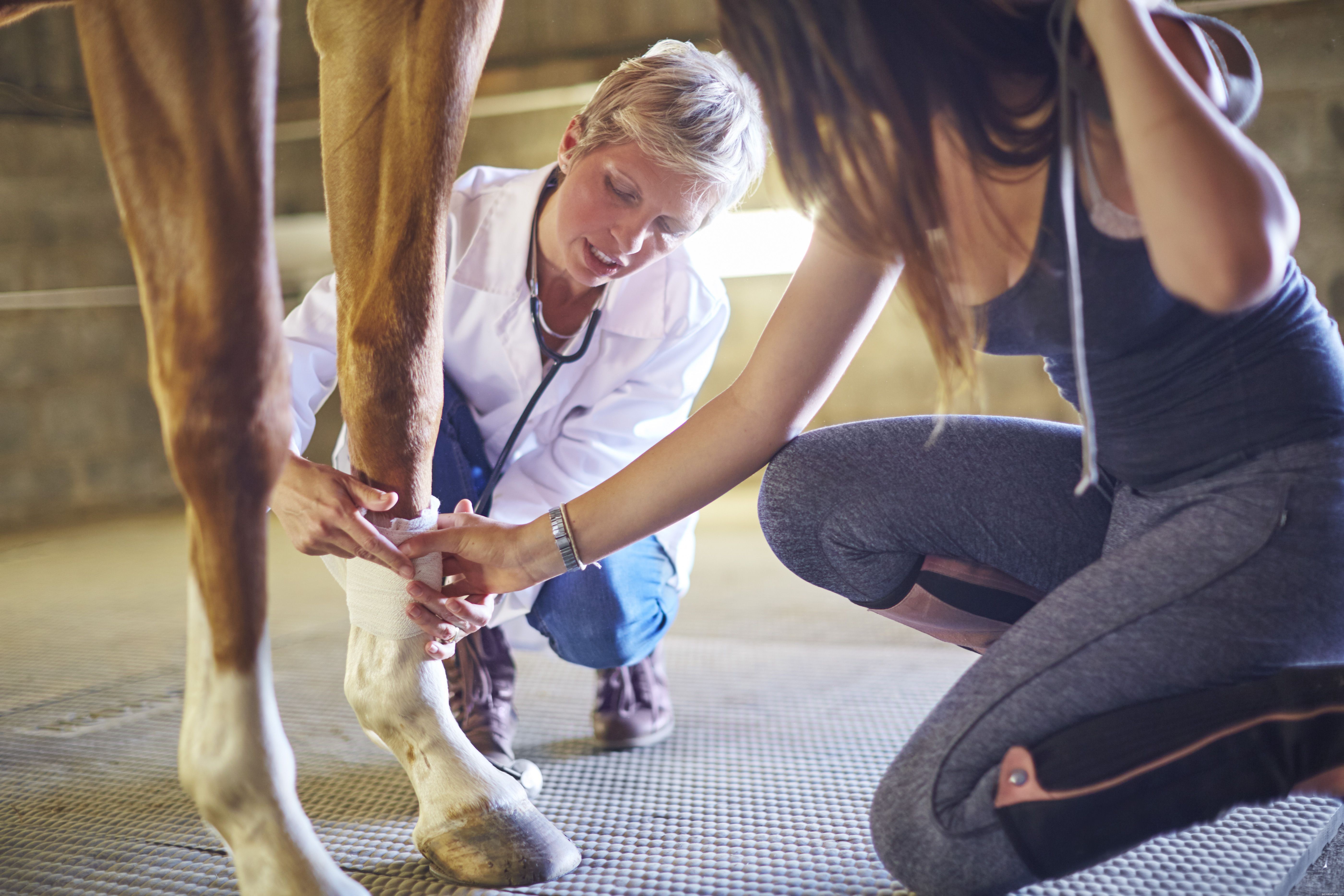 8 Essential Ground Manners Every Horse Must Learn