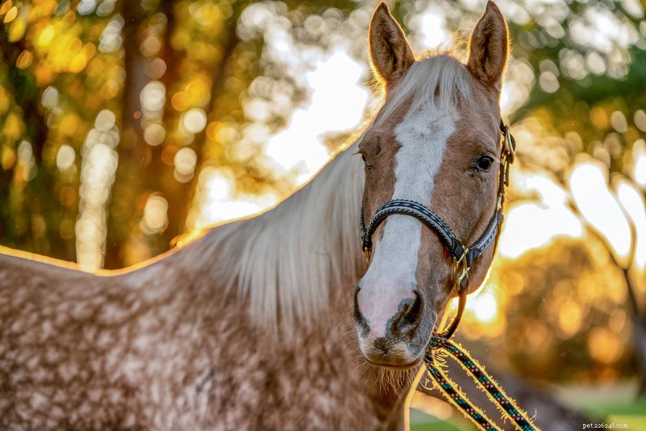 8 Essential Ground Manners Every Horse Must Learn