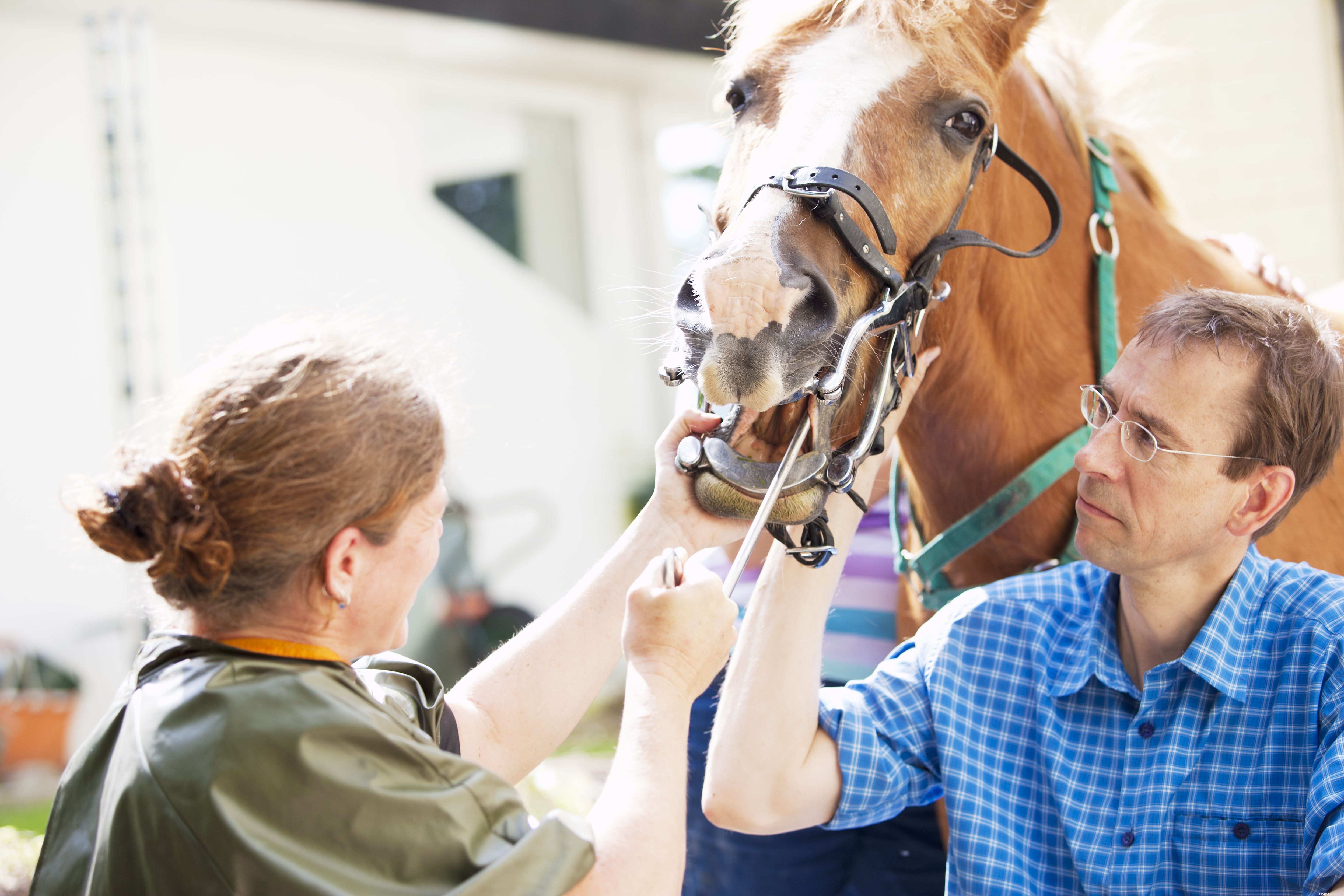 8 Essential Ground Manners Every Horse Must Learn
