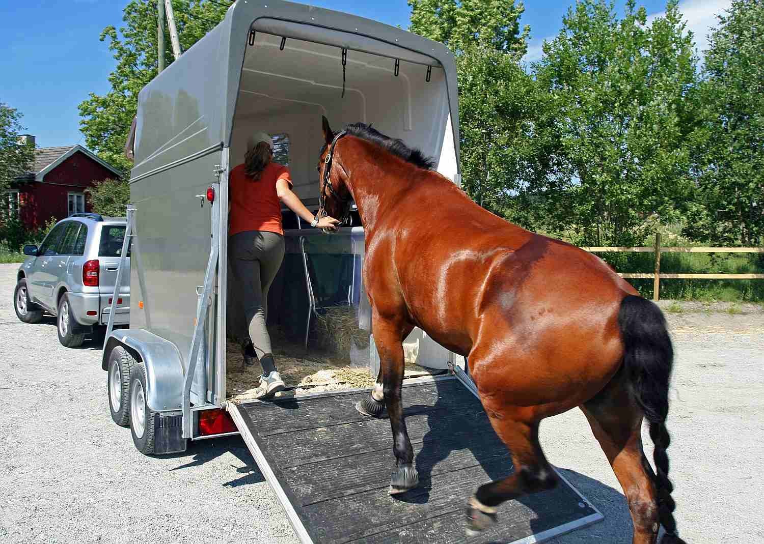8 Essential Ground Manners Every Horse Must Learn