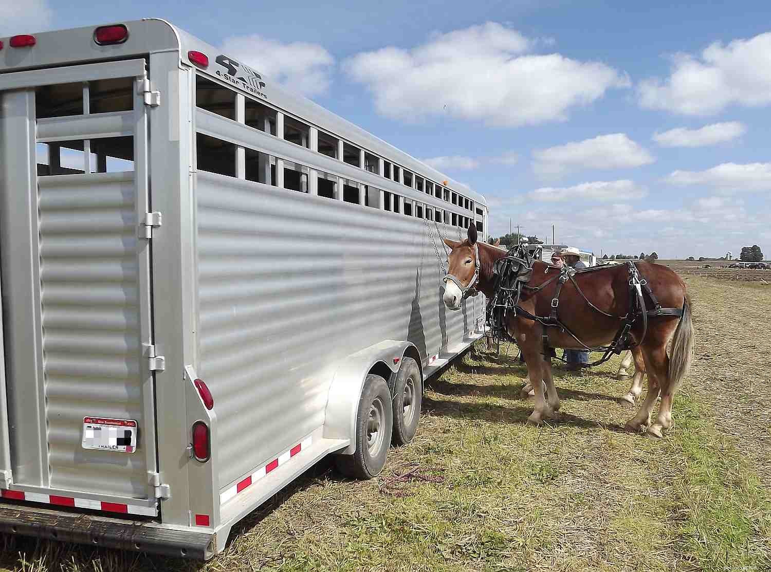 8 Essential Ground Manners Every Horse Must Learn