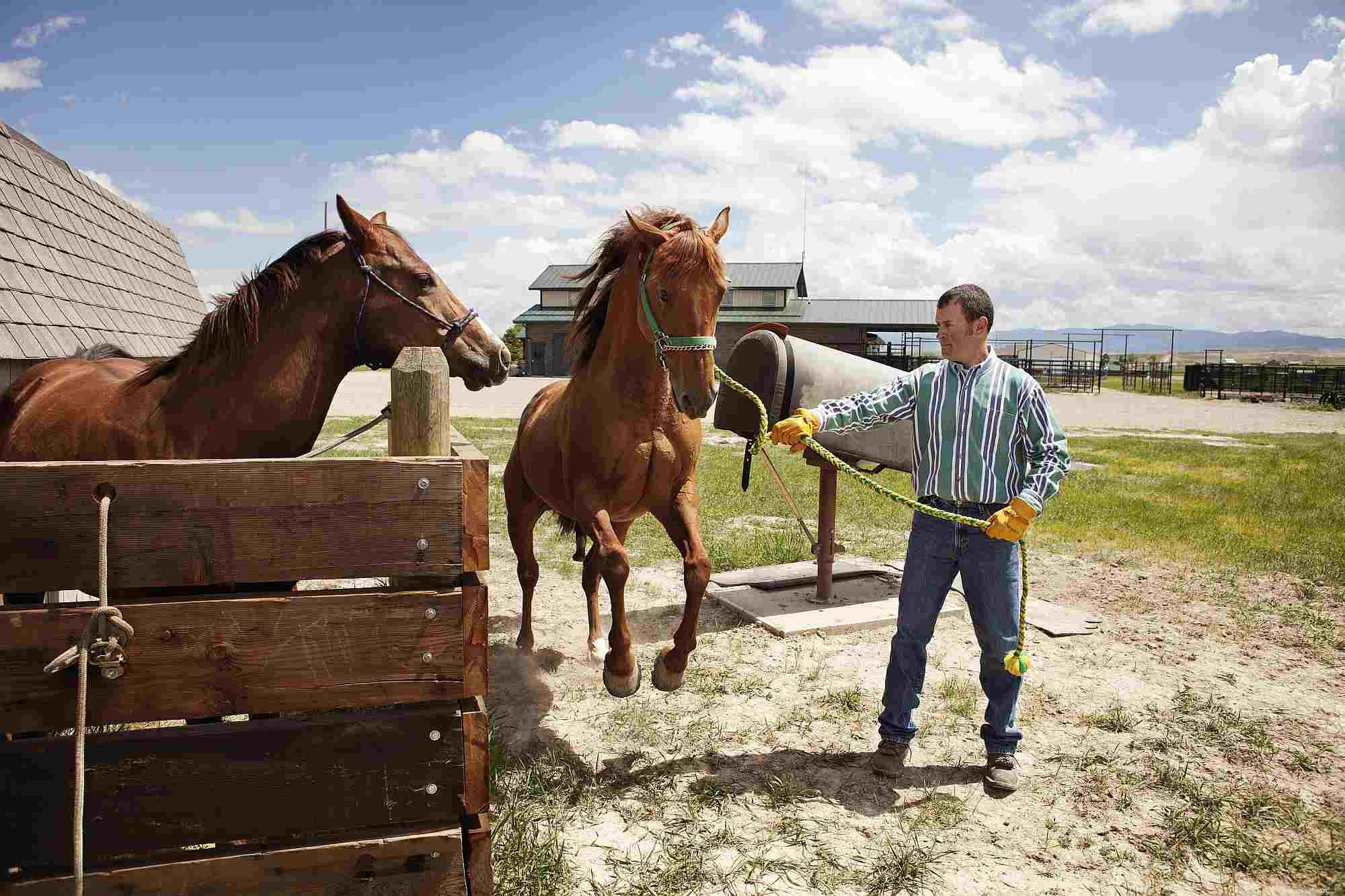 Essential Guide to Horse Training: Tips for Beginners and Beyond