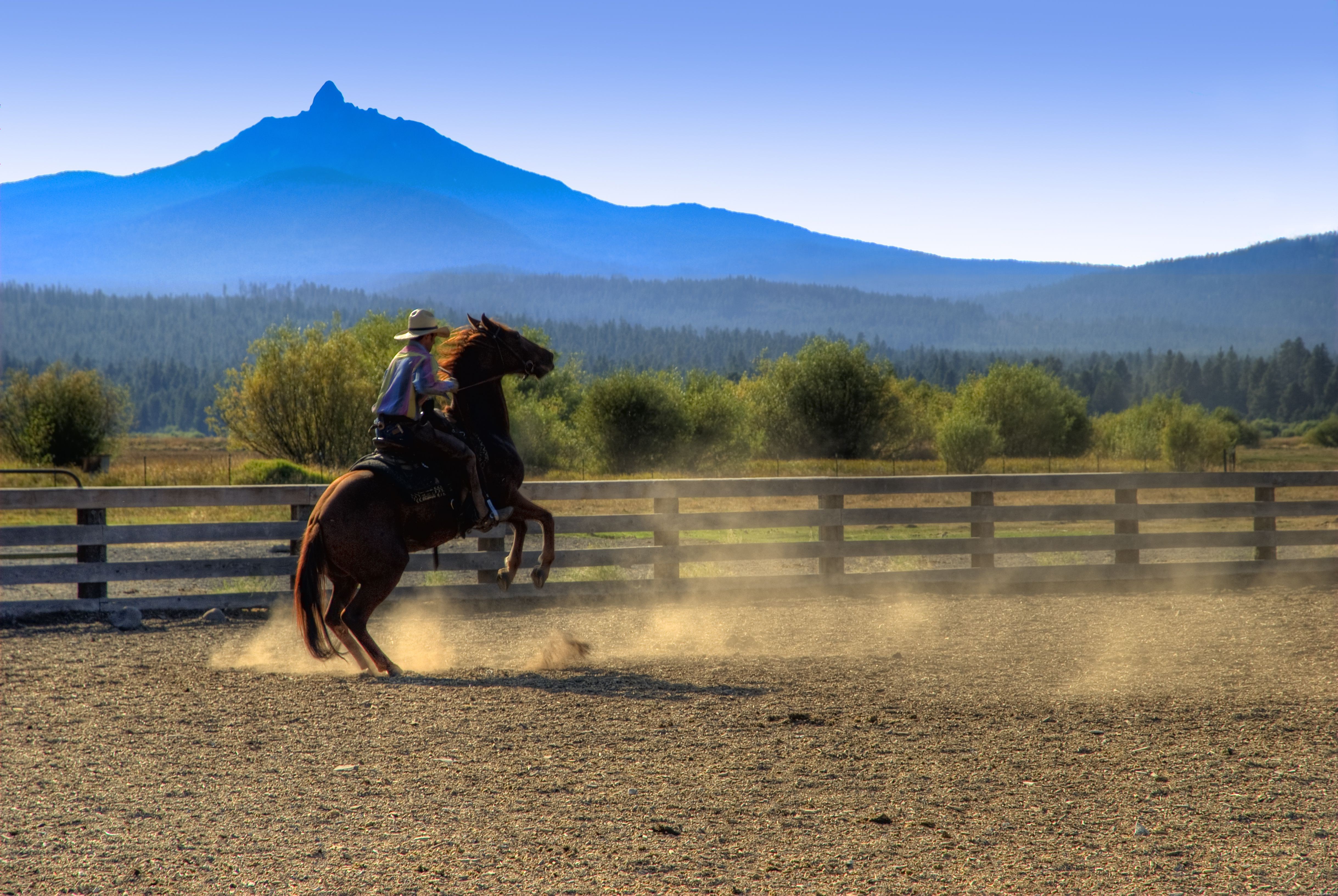 Essential Guide to Horse Training: Tips for Beginners and Beyond
