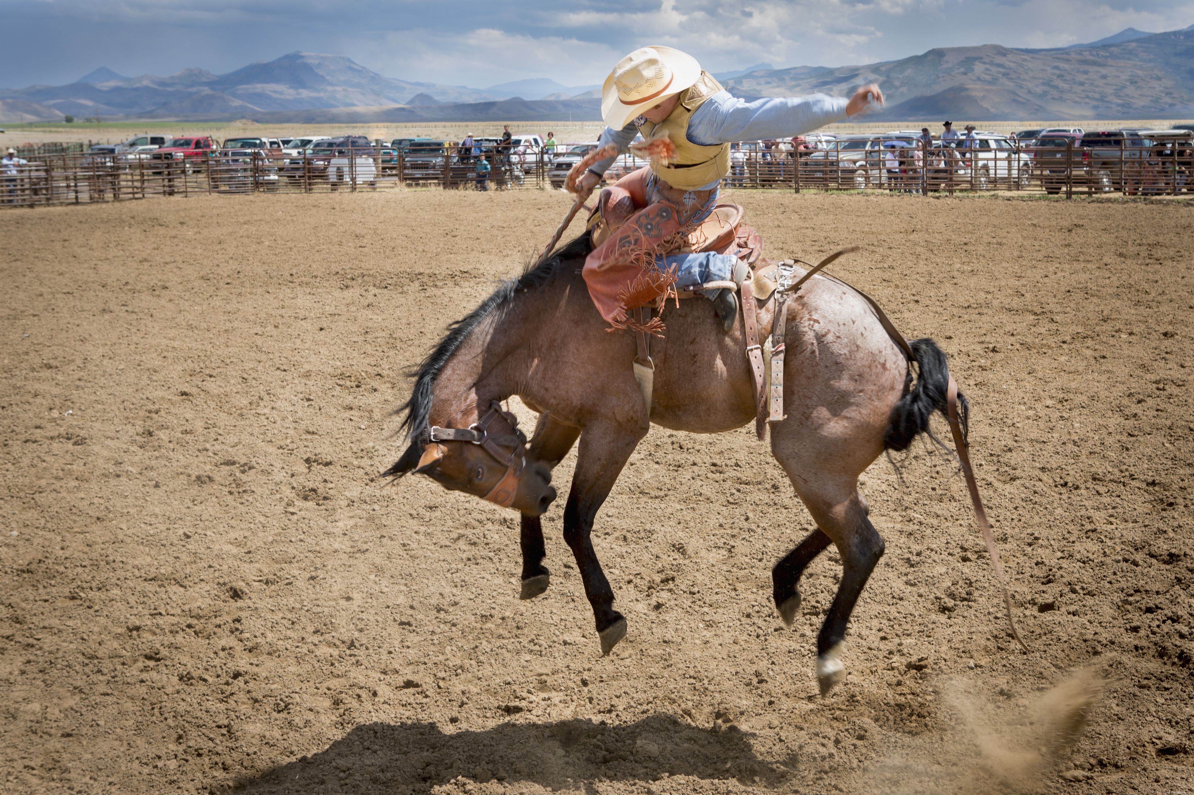 Essential Guide to Horse Training: Tips for Beginners and Beyond