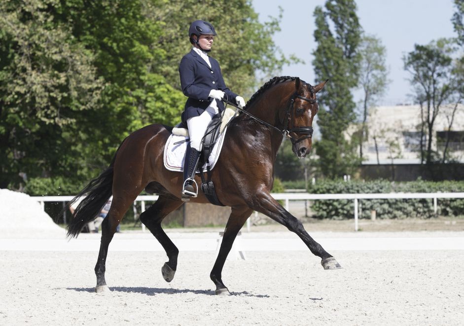 Mastering Dressage: A Beginner’s Guide to Elegant Equestrian Riding