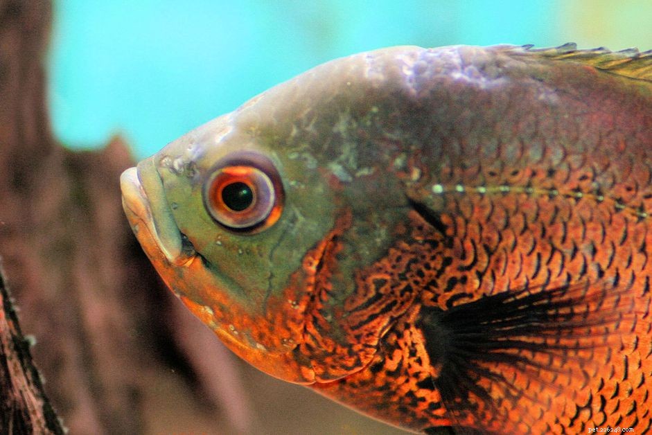 Explore Fish Names Starting with O: From Ocellated to Obese Catfish
