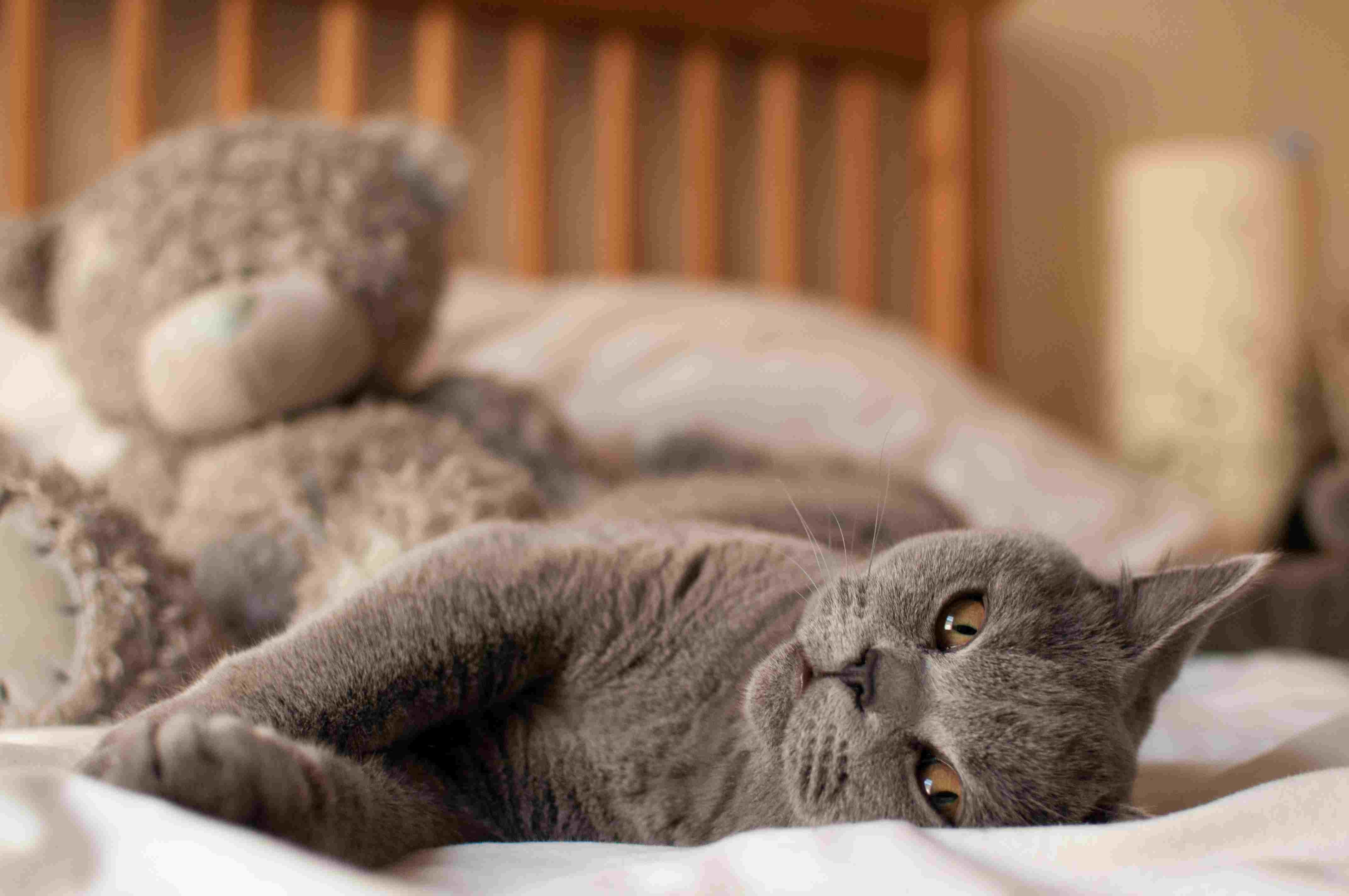 Raising Your First Cat: A Comprehensive Guide to Care & Happiness