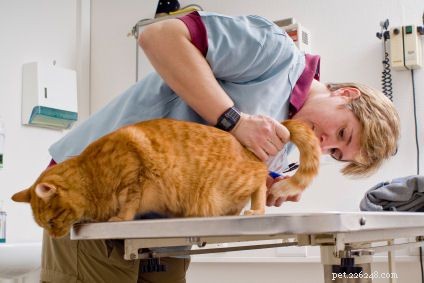 Raising Your First Cat: A Comprehensive Guide to Care & Happiness