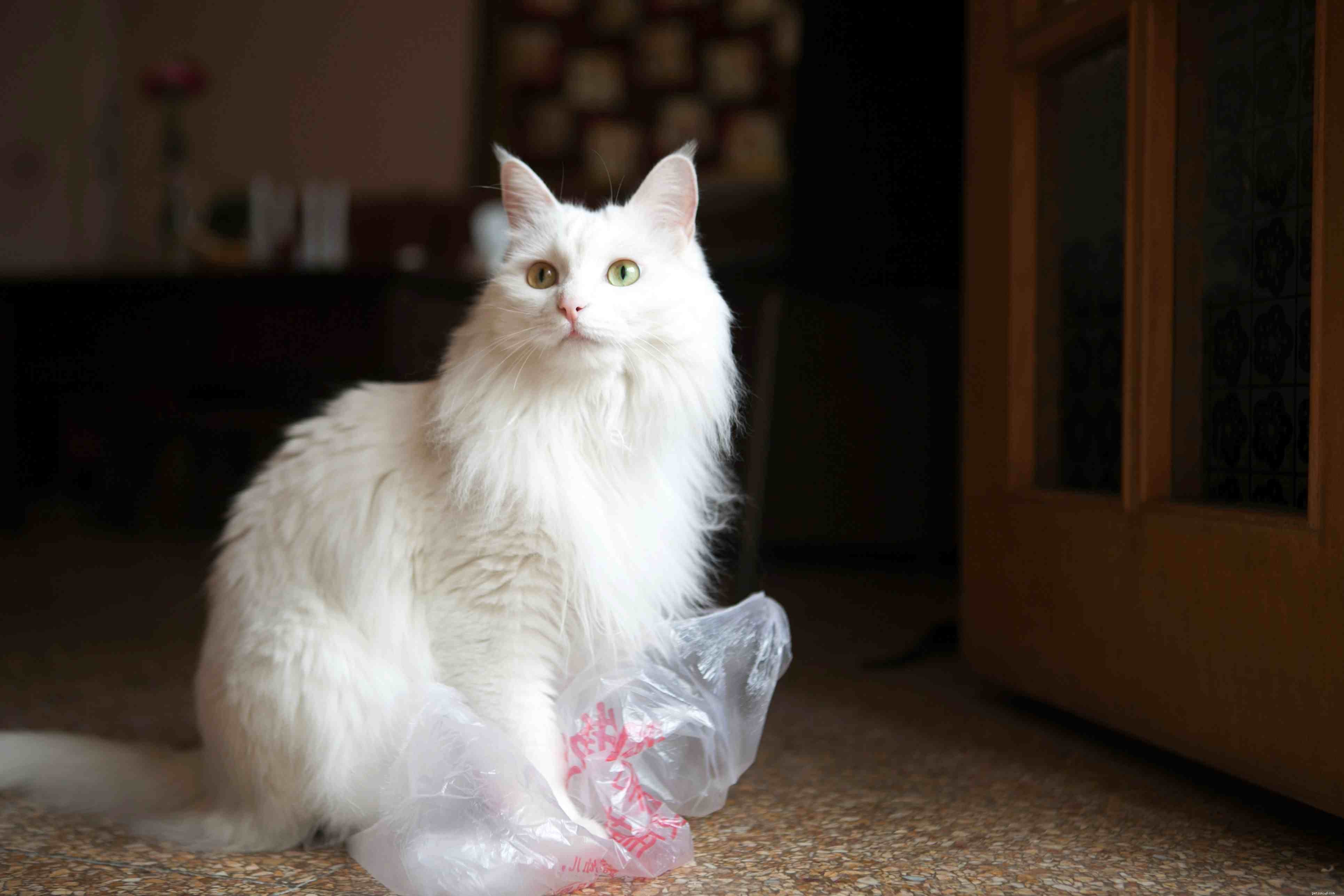 Raising Your First Cat: A Comprehensive Guide to Care & Happiness
