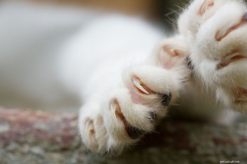 Raising Your First Cat: A Comprehensive Guide to Care & Happiness