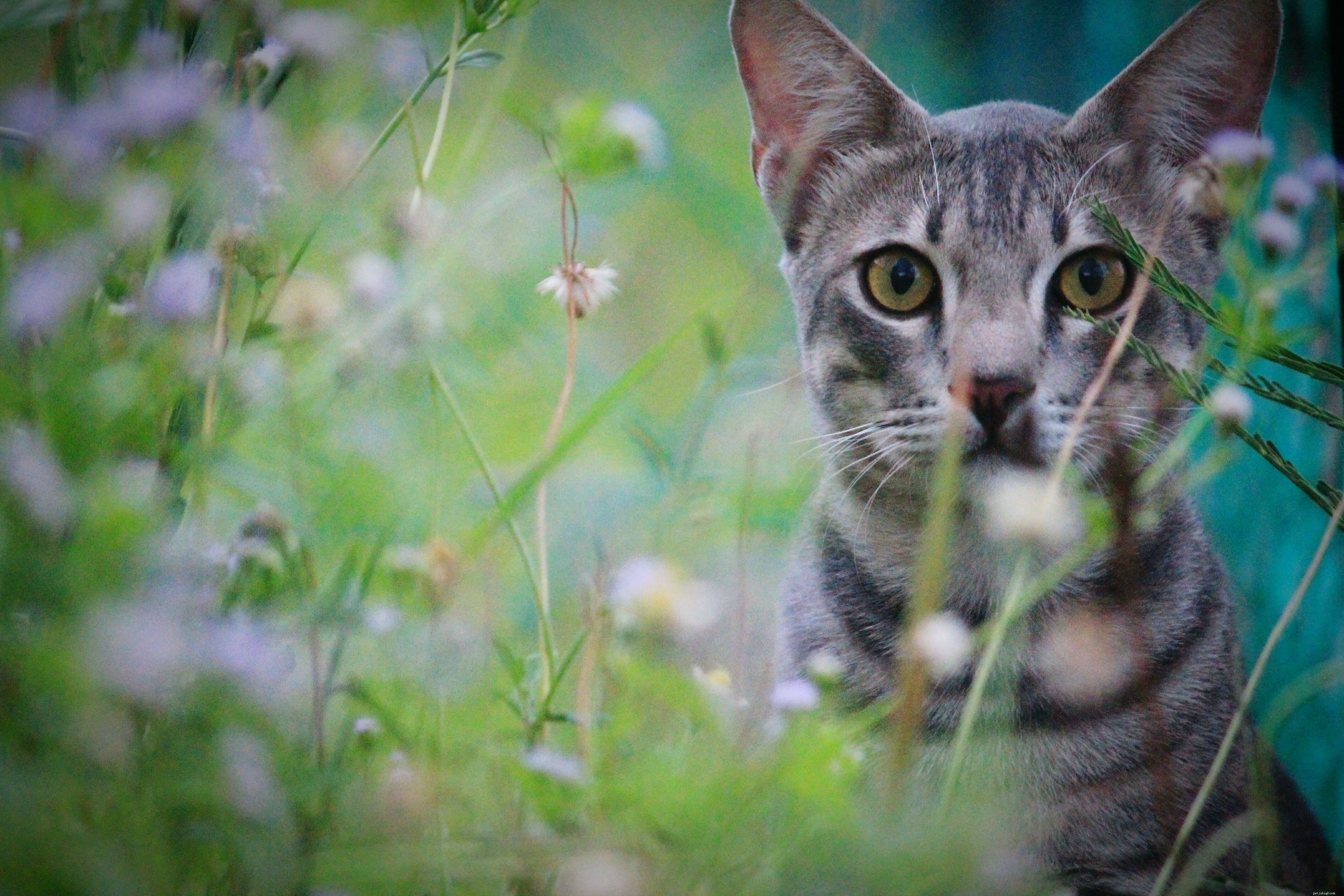 Raising Your First Cat: A Comprehensive Guide to Care & Happiness