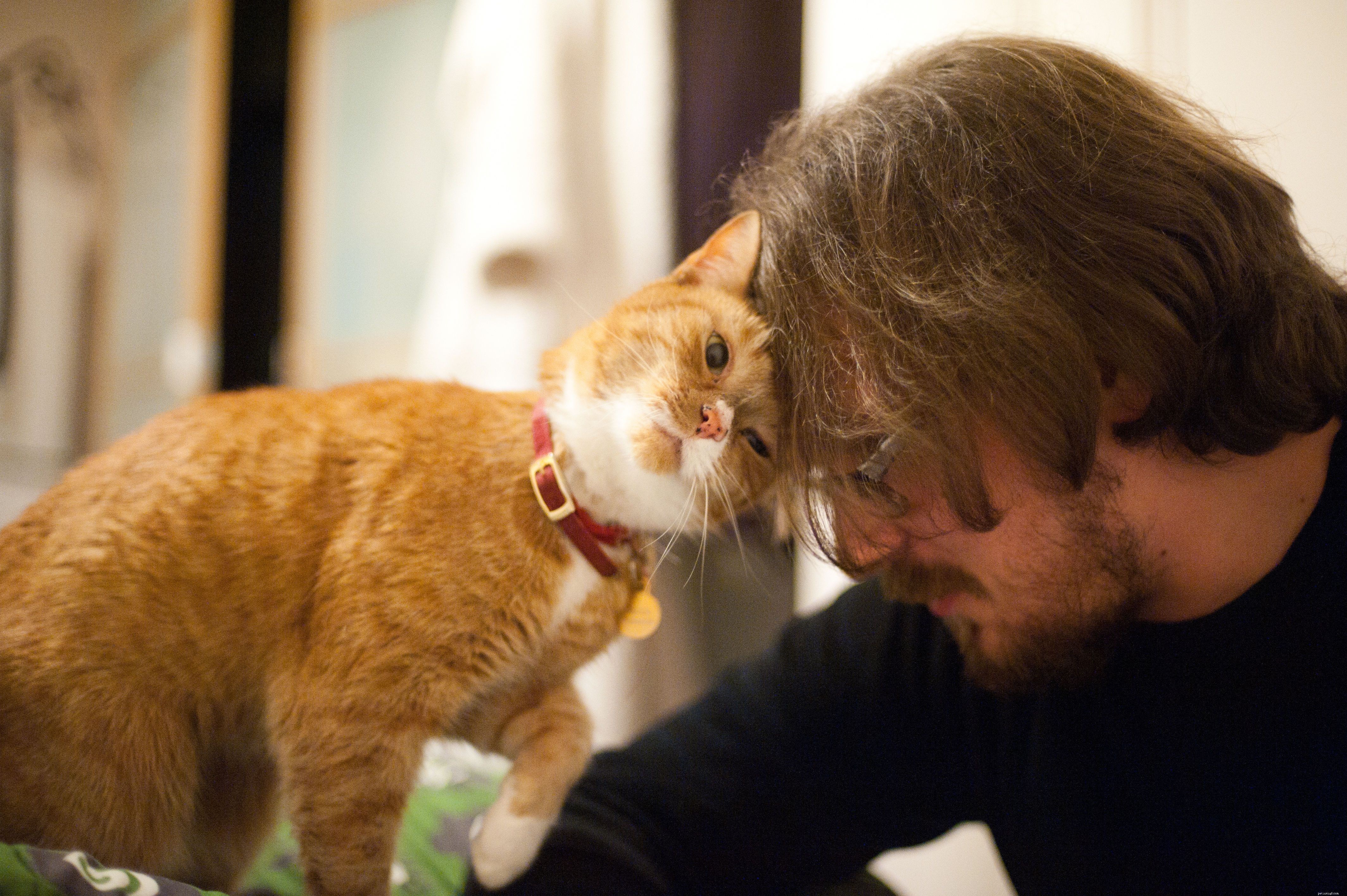 Raising Your First Cat: A Comprehensive Guide to Care & Happiness