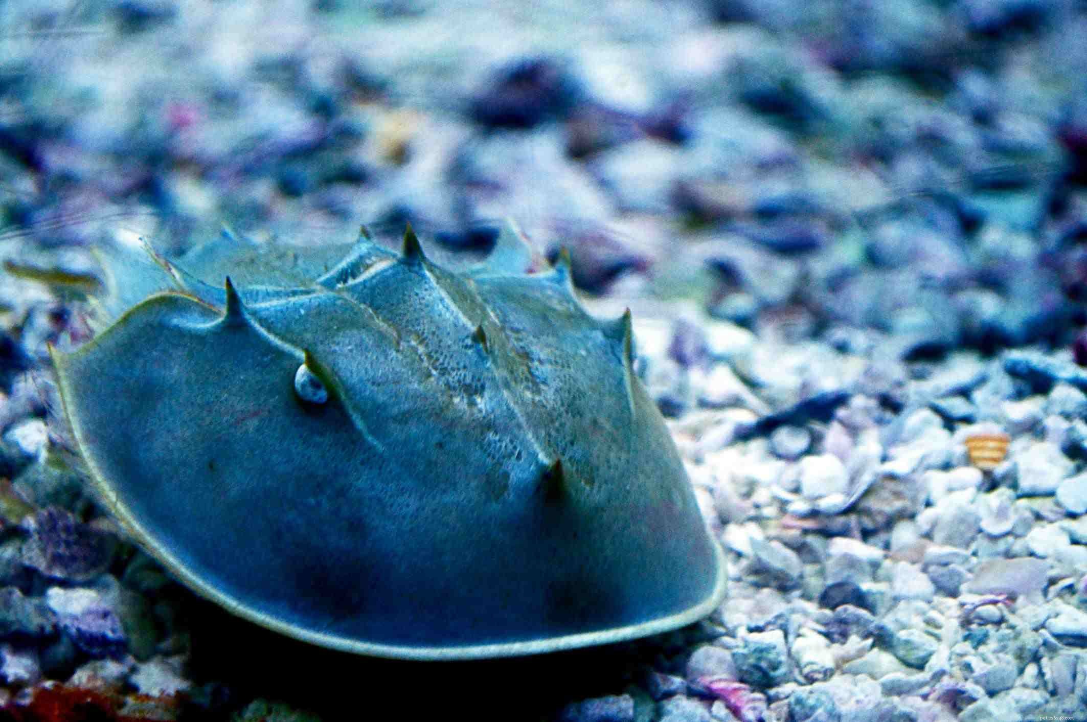 Top Reef-Safe Invertebrates for a Healthy Saltwater Aquarium