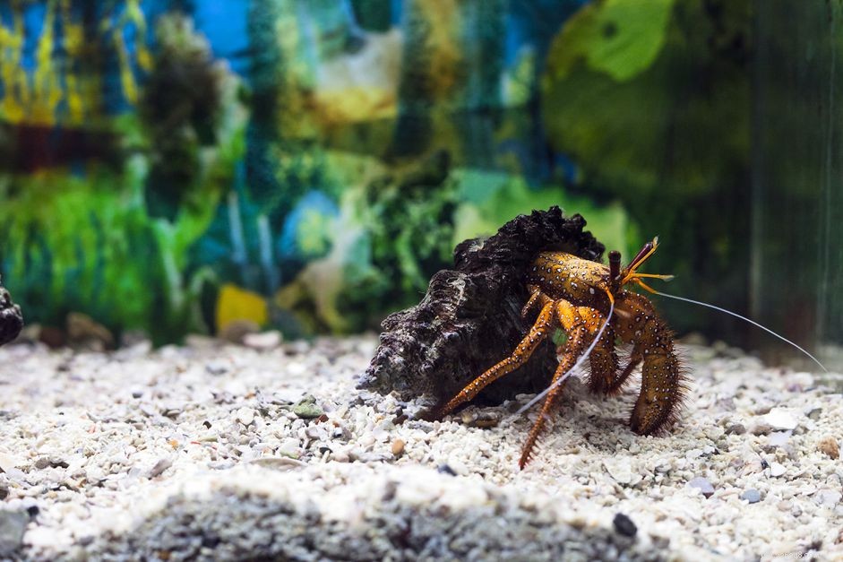 Top Reef-Safe Invertebrates for a Healthy Saltwater Aquarium