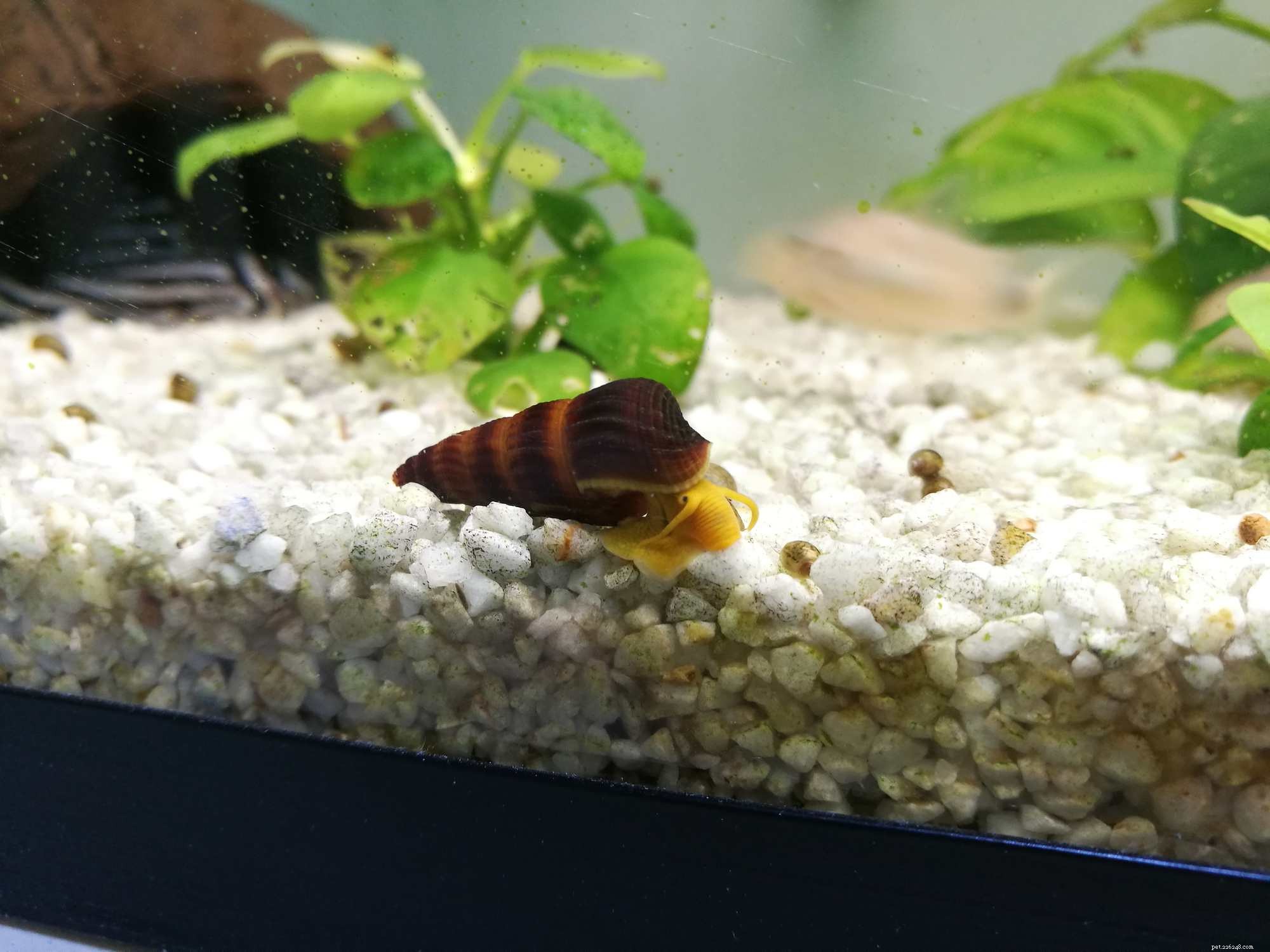 Top Reef-Safe Invertebrates for a Healthy Saltwater Aquarium