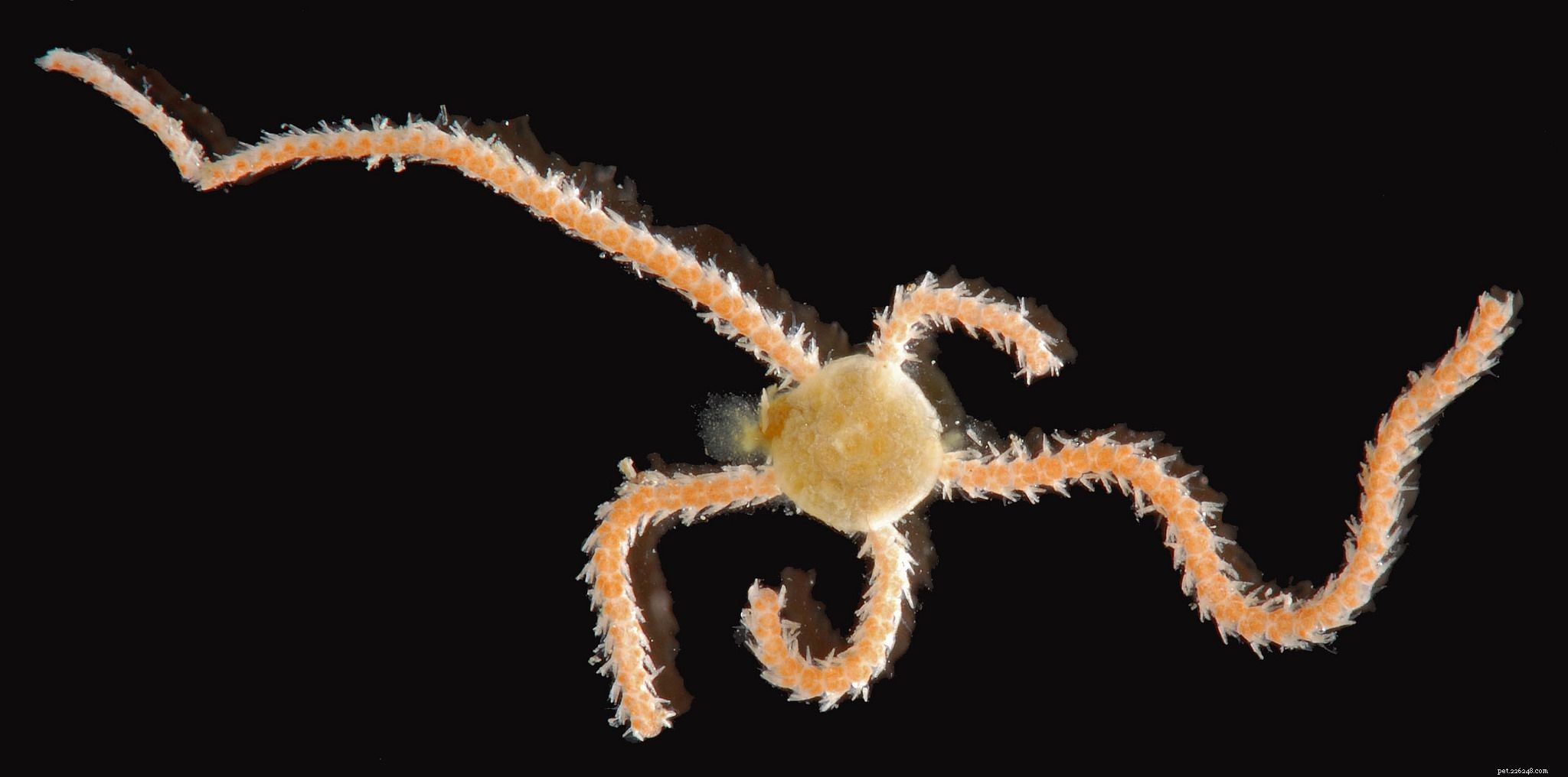 Top Reef-Safe Invertebrates for a Healthy Saltwater Aquarium