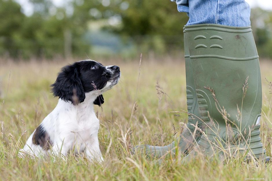 Essential Guide: Choosing the Right Puppy Training Class for Success