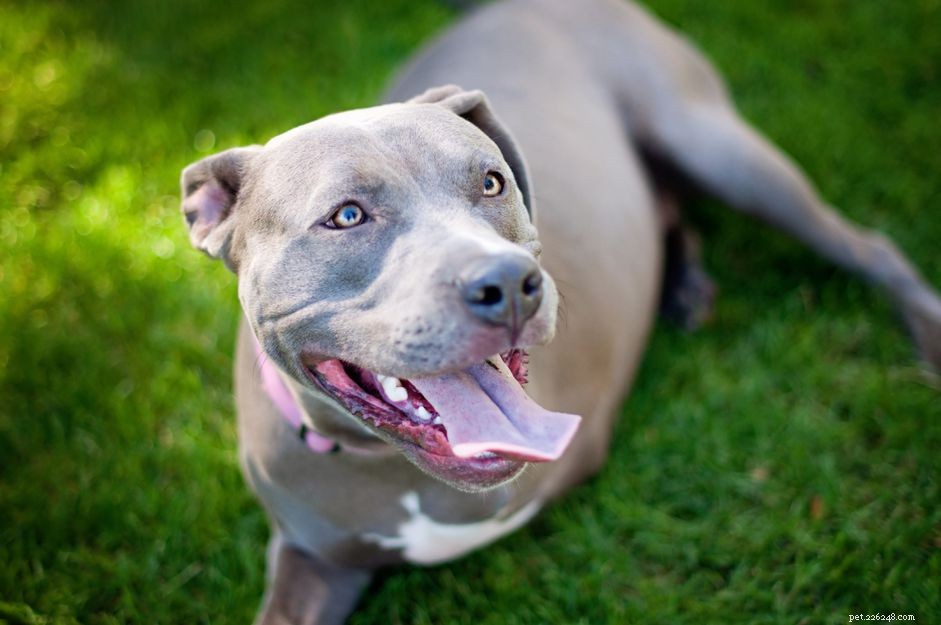 Caring for a Three-Legged Dog: Tips for Health and Happiness