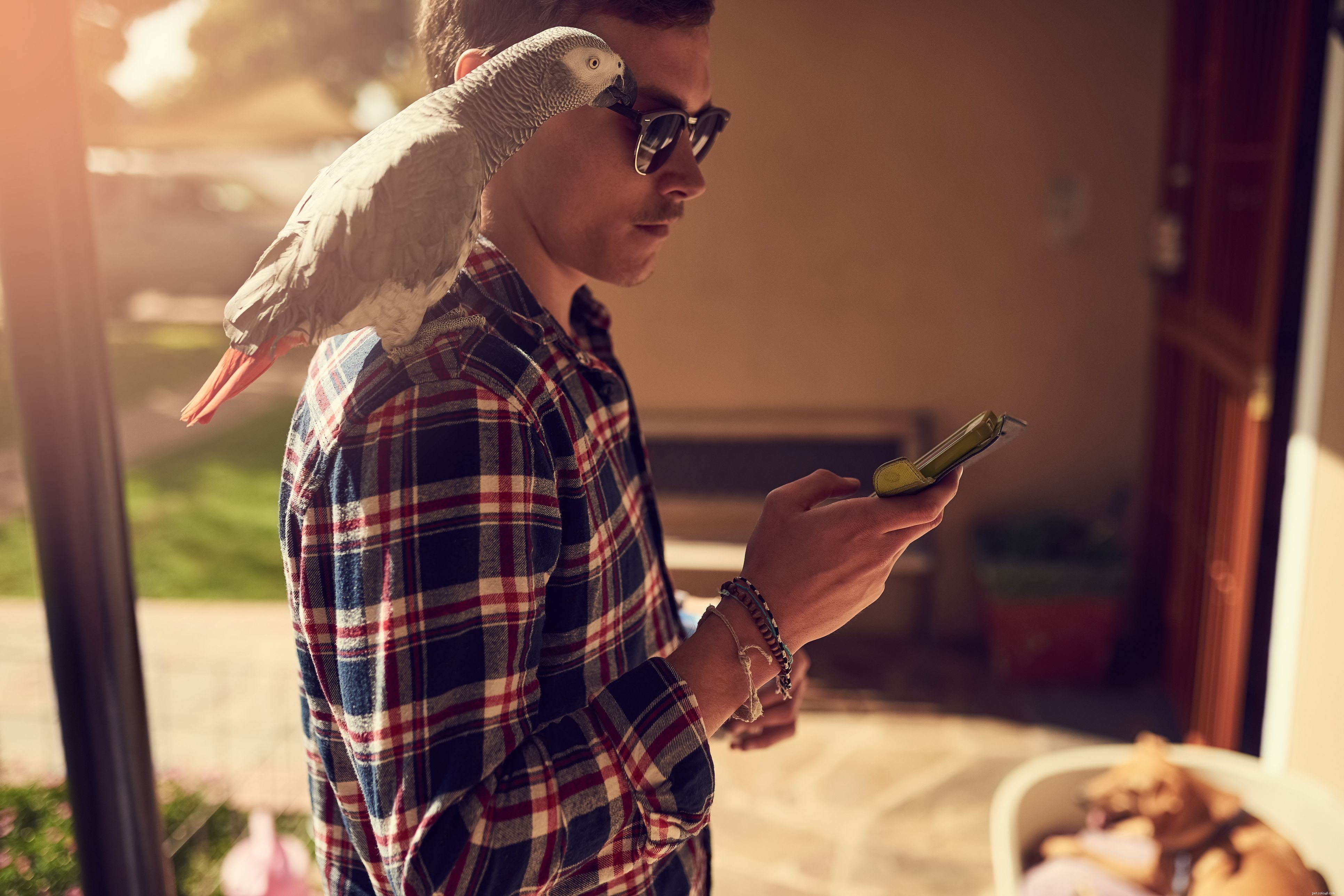 Essential Words & Phrases Every Parrot Owner Should Teach