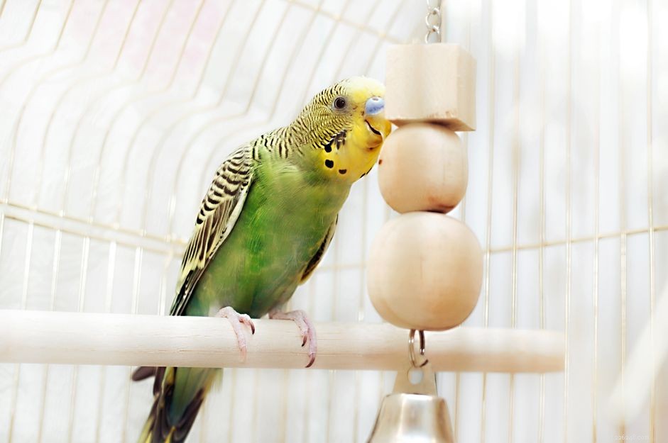 Prevent Boredom in Pet Birds: Expert Tips for Engaging Intelligent Birds