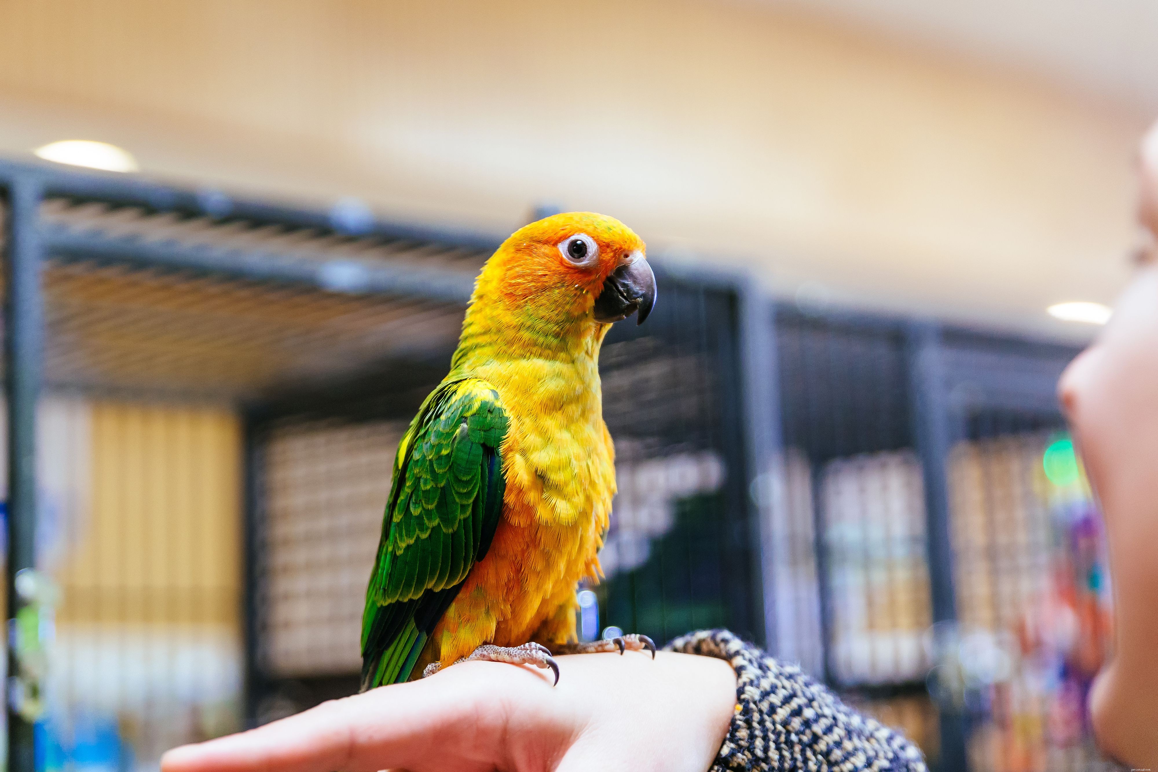 Prevent Boredom in Pet Birds: Expert Tips for Engaging Intelligent Birds
