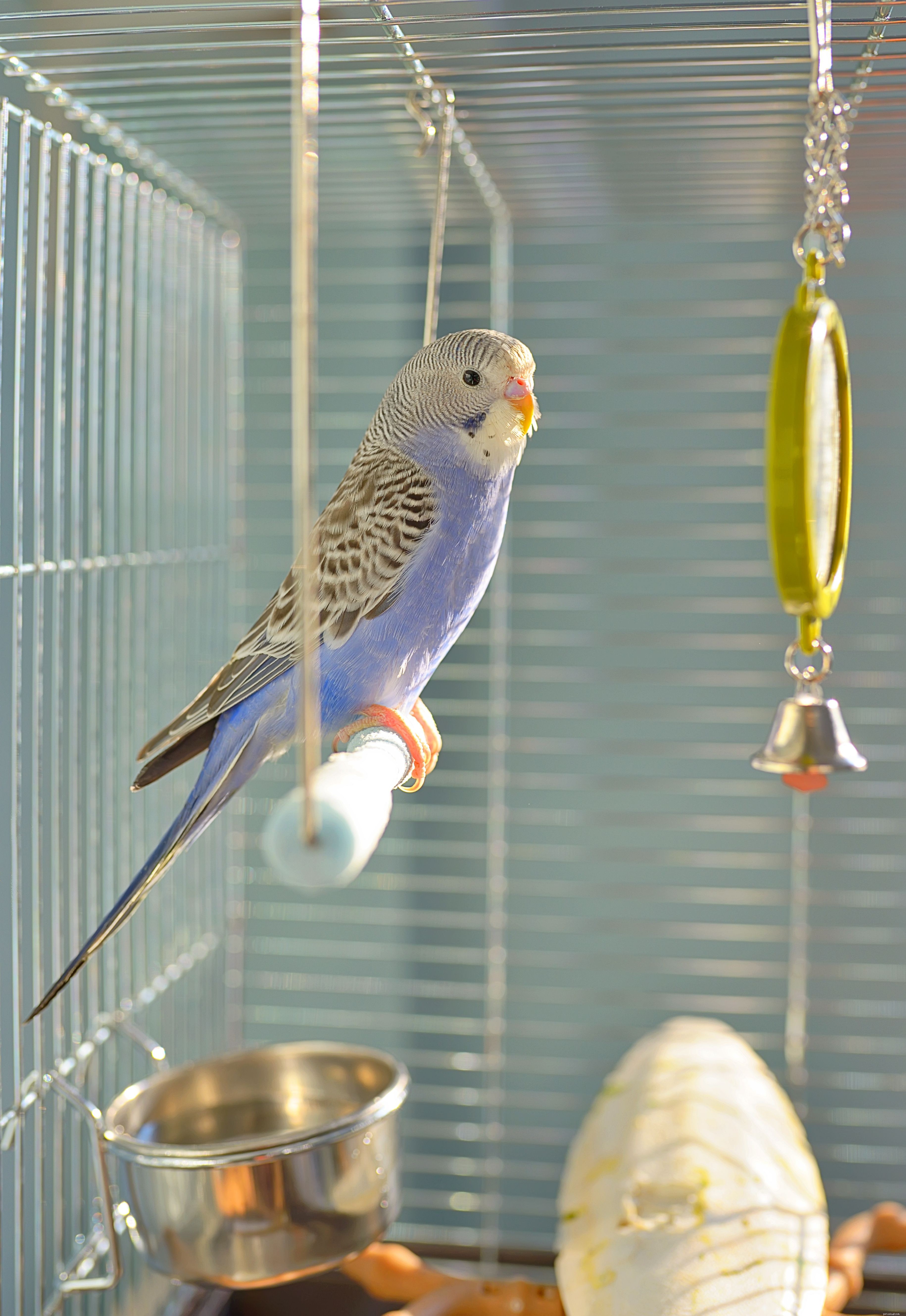 Prevent Boredom in Pet Birds: Expert Tips for Engaging Intelligent Birds