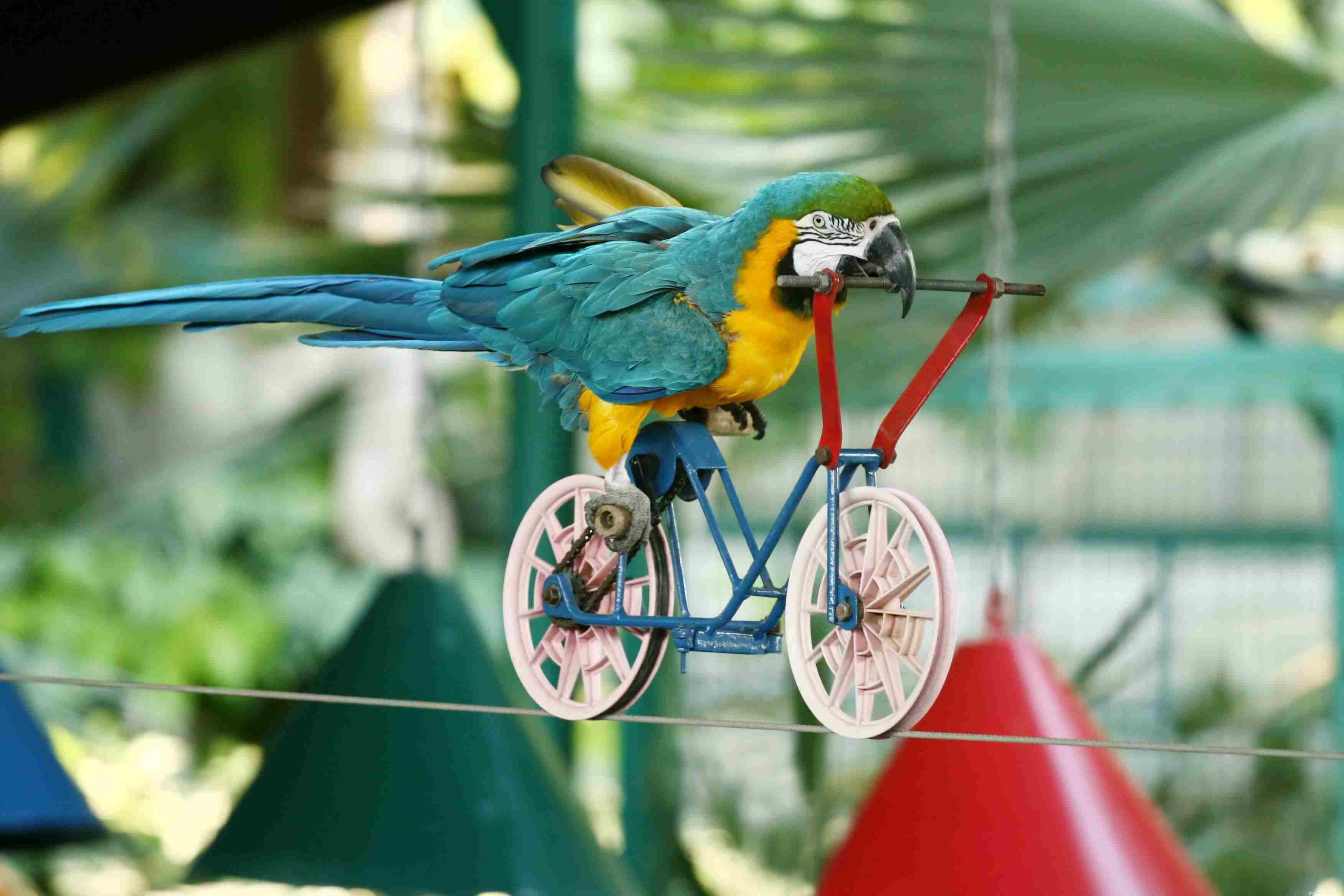 Prevent Boredom in Pet Birds: Expert Tips for Engaging Intelligent Birds