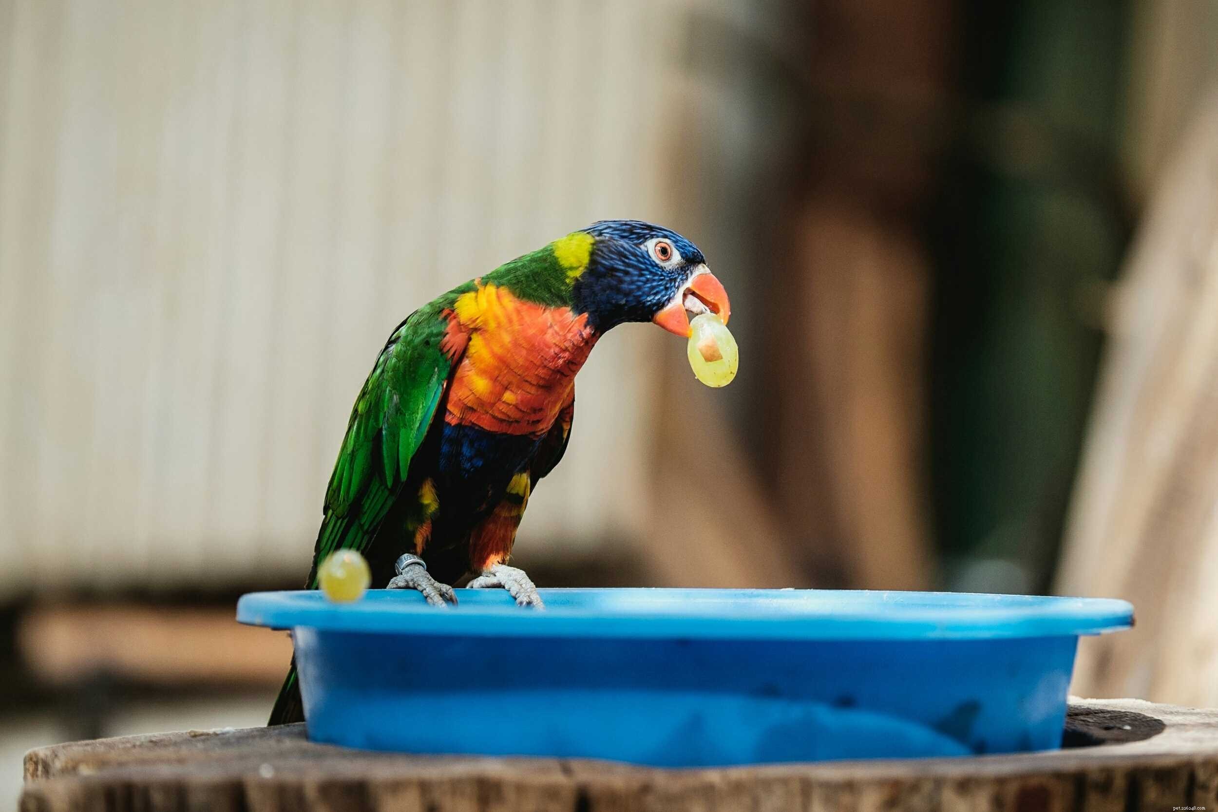 Prevent Boredom in Pet Birds: Expert Tips for Engaging Intelligent Birds