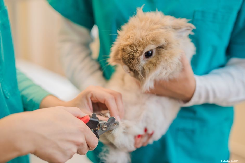 Professional Guide to Safely Trimming Rabbit Nails