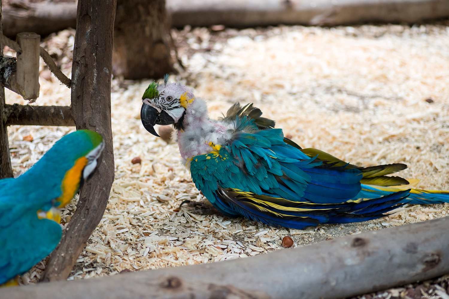 Understanding and Managing Stress in Pet Birds