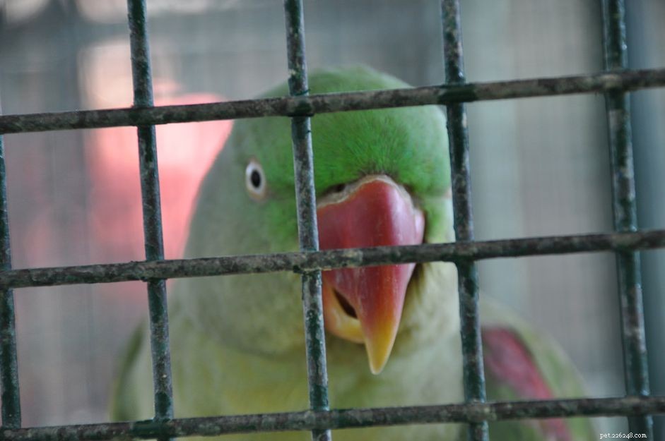 Understanding and Managing Stress in Pet Birds