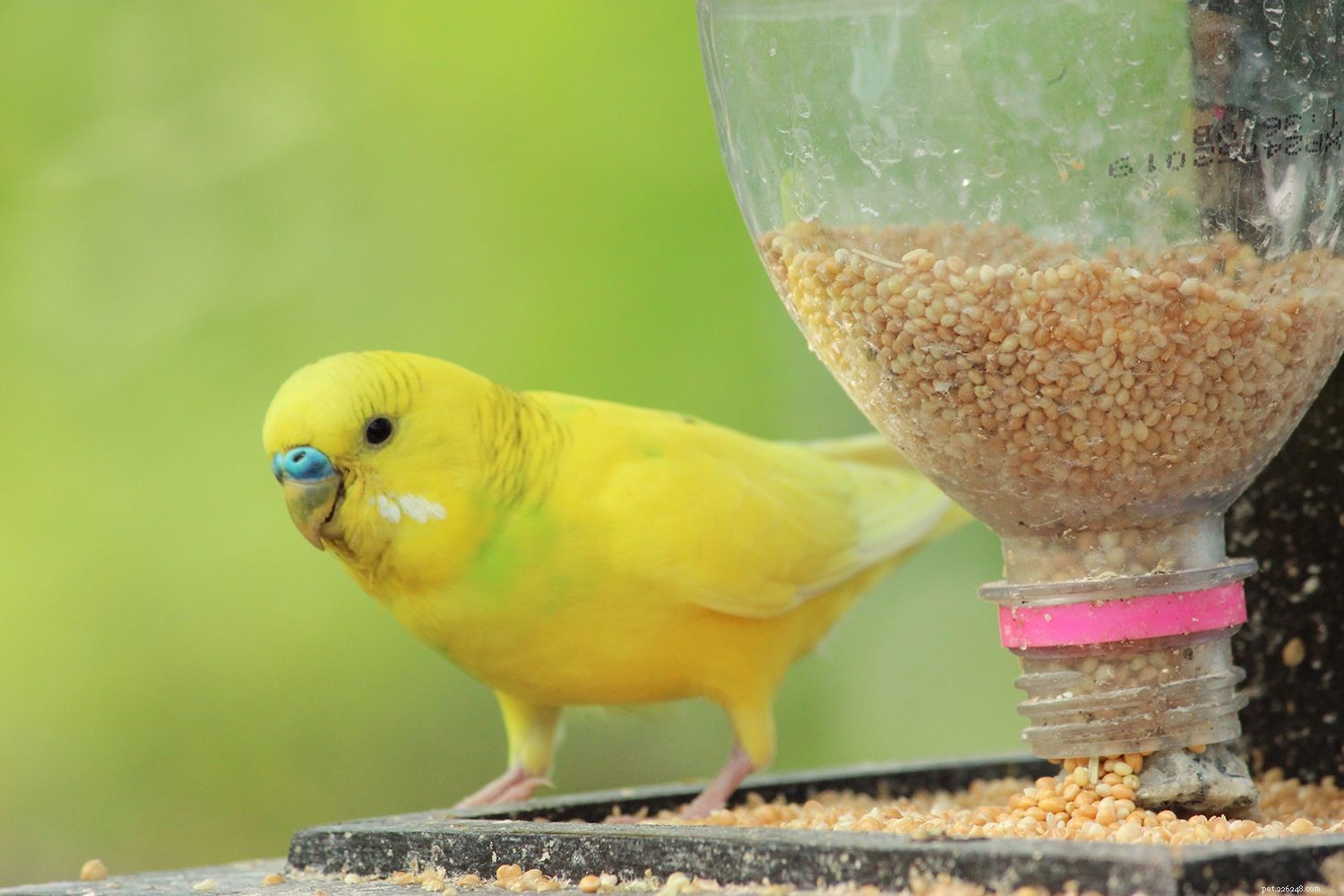 Understanding and Managing Stress in Pet Birds