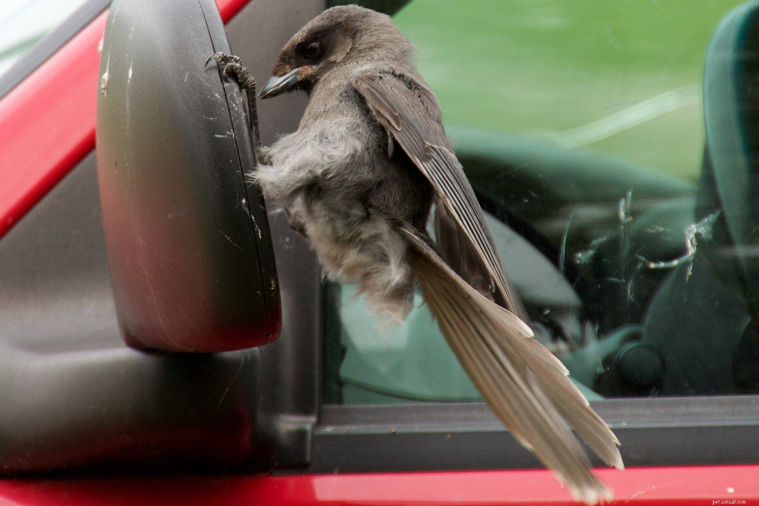 Understanding and Managing Stress in Pet Birds