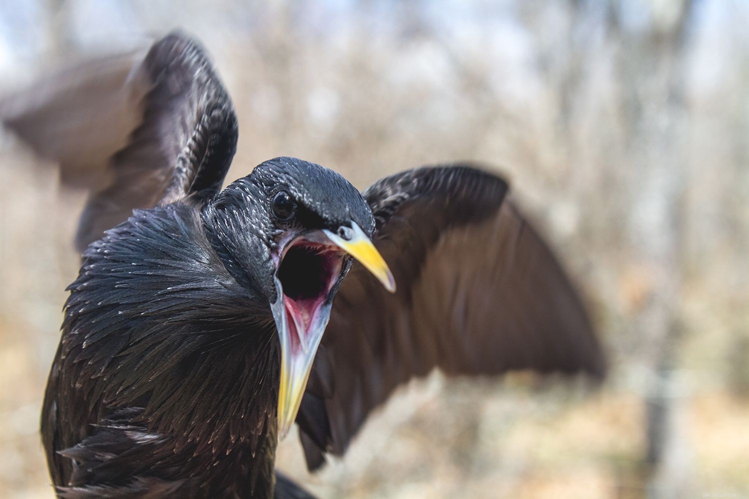 Understanding and Managing Stress in Pet Birds