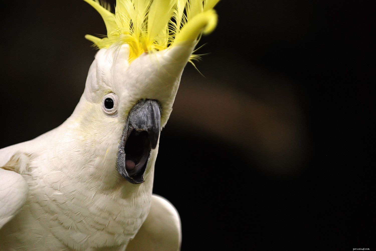 Understanding and Managing Stress in Pet Birds